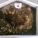 (주)하나팜 | 식목일 그래도팜 에어룸(Heirloom) 토마토 '블랙뷰티' 심기!!! 내돈내산 후기