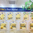올리스 펫 호텔 이미지