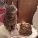 고양이눈 이미지