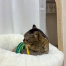 몽글그루밍 이미지