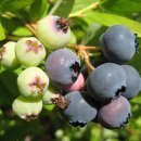 블루베리 이미지