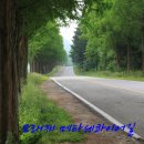 진안 모래재 메타세쿼이어길 이미지