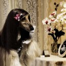 애견모델 이미지