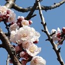 팔곡당산 산신당 및 산신제 이미지