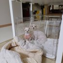 [노령견케어] 심장병 강아지 크로버 4.0 산소방 대여 및 구매 후기