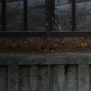 티티직구 | 레트로 표준 화각 단렌즈, 티티아티산 TTArtisan 40mm f2 소니
