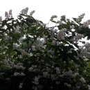 장안초등학교(마을) 이미지