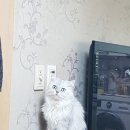 그루밍선데이 이미지