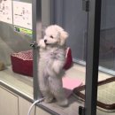 데려가개 이미지