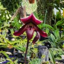 Paphiopedilum callosum 파피오페딜룸 칼로섬 이미지