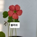 사랑초 12종 이미지