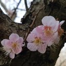 매화농원 이미지