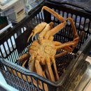 씨유속초중앙시장점 | 속초맛집 / 속초 중앙시장 대게 맛집 대게특별시 속초중앙시장점 내돈내산 후기