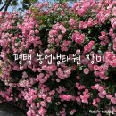 청오농장 | 평택 농업생태원 장미 / 평택 고덕 신도시 근처 장미, 피크닉 명소 추천, 주차장