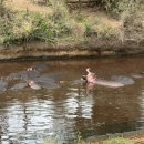 게임스타트 | [탄자니아] 세렝게티 국립공원 후기, 게임 드라이브 스타트