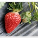 효자농장 이미지