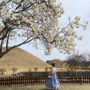 지에스25 수성유원지점 | 대구&amp;대구근교 벚꽃명소 총 정리 (+ 실시간 개화현황, 벚꽃 외 꽃구경 꽃축제 정보)