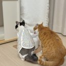 뉴메딕스 이미지