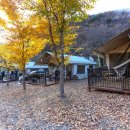 포리애견 이미지