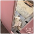 까르텔 | 고양이호텔 까르텔, 반려동물 호텔에서 꾸&amp;라엘이의 리얼 탁묘 후기~♡