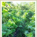 병현농장 이미지