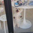 그루미송 이미지