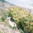 들에핀 매화 | 광양 매화축제 날씨 매화 개화상황 남원 김병종미술관