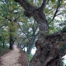 연둔리 숲정이 주차장 공중화장실 | [화순 여행] &#39;동복 연둔리 숲정이&#39;둔동 마을 - 화순 8경 김삿갓의 역마살을 잡은 고을....