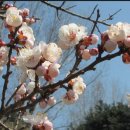 살구꽃 핀 마을 (이호우) 이미지