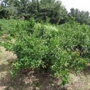 하원동-1 이미지