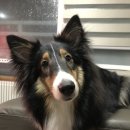 노나먹개 이미지