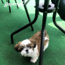 개스토랑 인 위촌길 299 | 강원도 강릉 애견동반여행 애견식당 애견운동장 ♡ 개스토랑