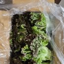 영암상회 | 농라 영암상회 포기상추 2kg 후기