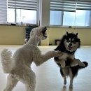 둥글댕둥글댕 네이버블로그