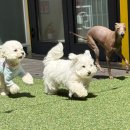 털로덮인 친구들 커먼그라운드점 이미지