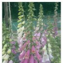 하하호호 이미지