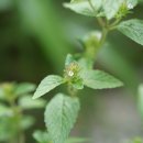 산층층이 Clinopodium chinense var. shibetchense (H. Lév.) Koidz. 변종 이미지