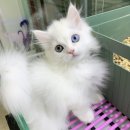 엘컴