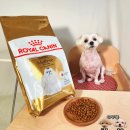 필유인 | 강아지 사료양, 사료교체 방법부터 기호성 솔직 후기