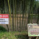 섬진강대나무숲길 이미지