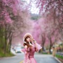 벚꽃길13 티스토리