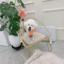 조아펫살롱 이미지