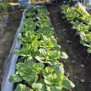 불암농장 이미지