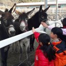 함안 승마장 이미지