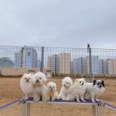 스퀘어독스 이미지