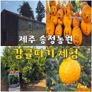 송정농원 | 제주도 공항 근처 제주 송정농원 감귤 따기 체험 내돈내산