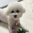 [강아지 스트레스 해소] 강아지 터그놀이 장난감 ,강아지 애착인형 플로피 표 과일바구니♥