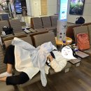 [Honeymoon] Bail ｜ 인천공항에서 싱가포르 경유 응우라라이 공항 까지 / 싱가포르 항공 &amp; 스쿠트 항공...