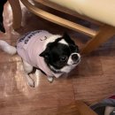 다향 | 여수 가볼 만한 곳 동방미인 다향취월 차 오마카세 후기