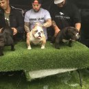 하이롤러 코리아 이미지